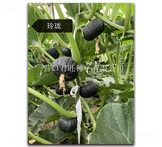 玲瓏-南瓜種子-營(yíng)口君旺