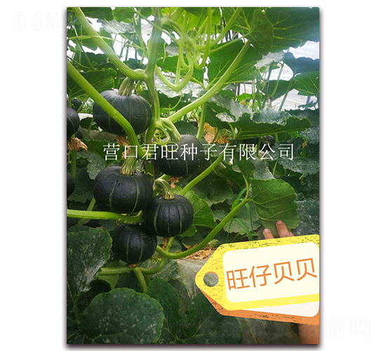 ����ؐؐ-�ϹϷN��-�I�ھ���