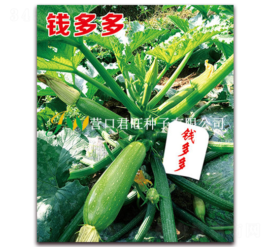 錢多多-西葫蘆種子-營口君旺