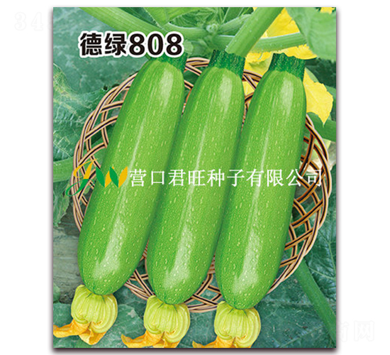 德綠808-西葫蘆種子-營(yíng)口君旺