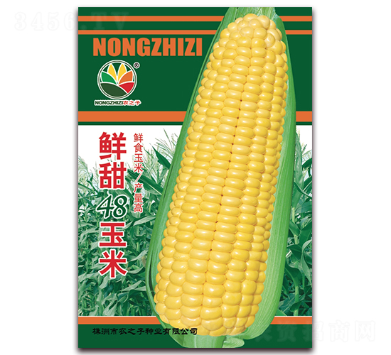鮮甜48玉米-玉米種子-農之子