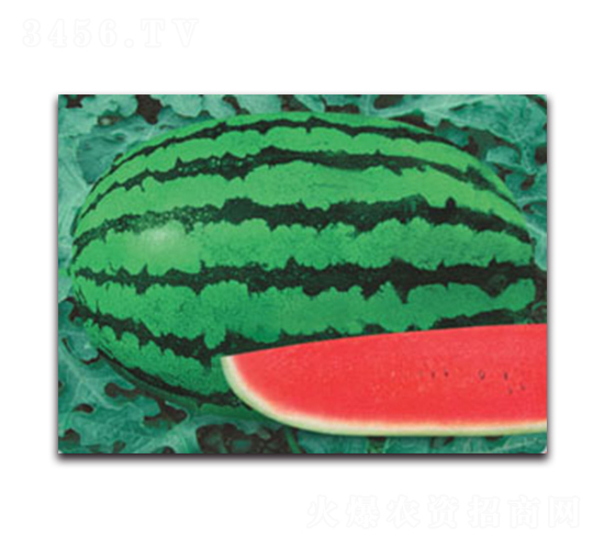 巨抗八號(hào)-西瓜種子-德信盈農(nóng)業(yè)