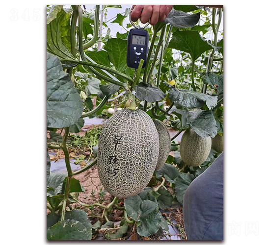 ����25-��ϷN��-���Դ