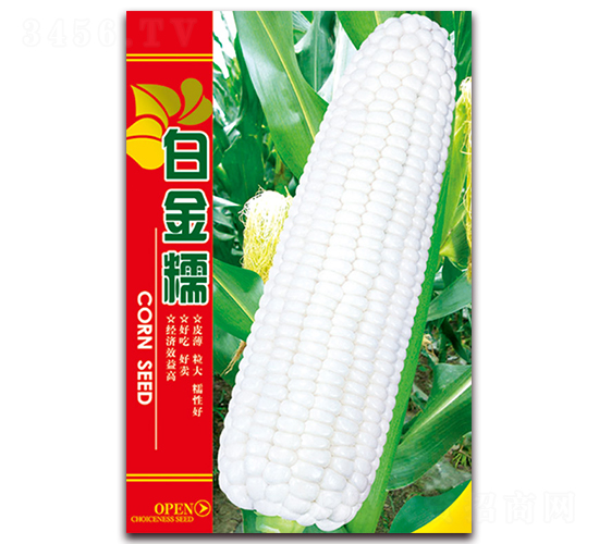 白金糯-糯玉米種子-天星種業(yè)