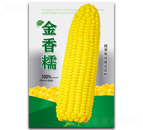 金香糯-糯玉米種子-天星種業(yè)