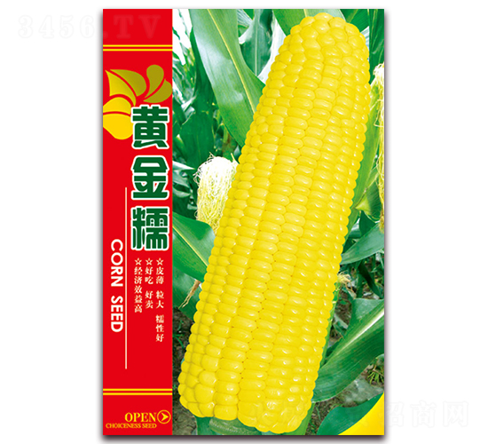 黃金糯-糯玉米種子-天星種業(yè)