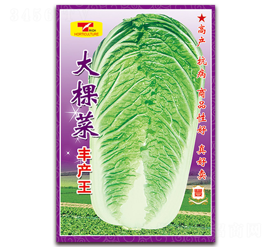 大棵菜-白菜種子-天星種業(yè)
