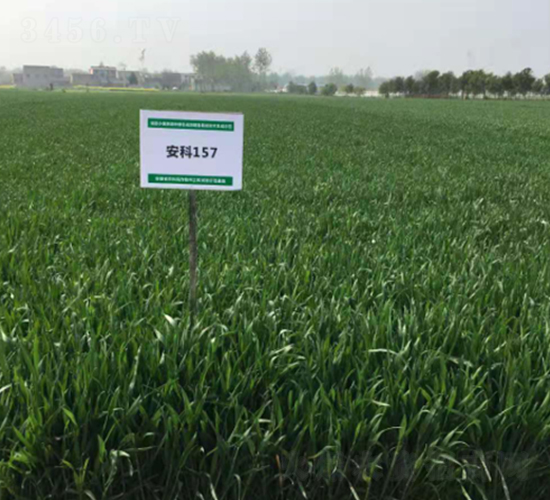 ����157-С���N��-�S���N�I(y��)