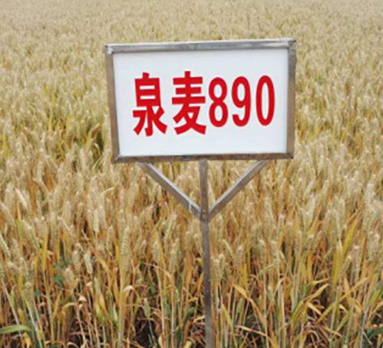 Ȫ��890-С���N��-�S��(l��)�N�I(y��)