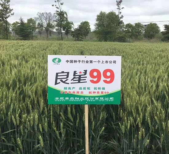 良星99-小麥種子-豐樂(lè)種業(yè)