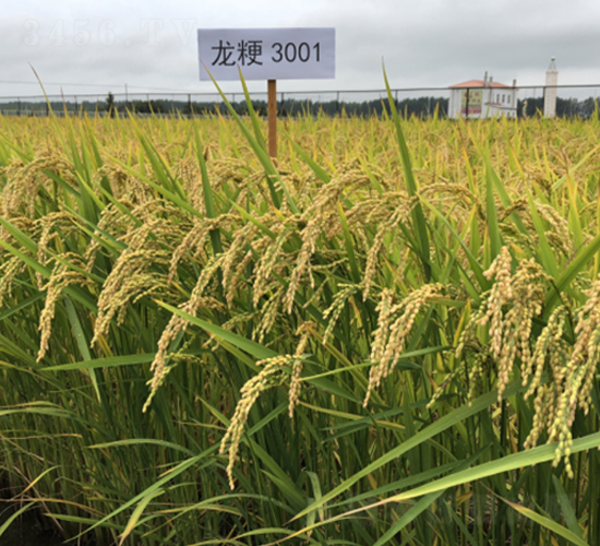 ����3001-ˮ���N��-�S��(l��)�N�I(y��)