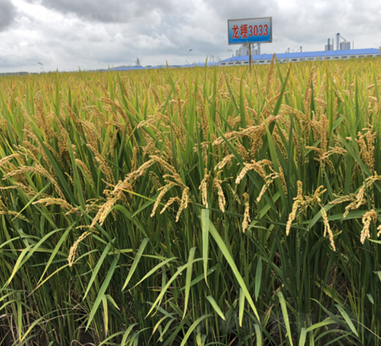 龍粳3033-水稻種子-豐樂種業(yè)