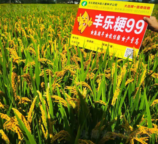 豐樂粳99-水稻種子-豐樂種業(yè)