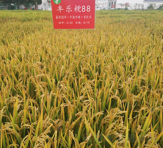 豐樂粳88-水稻種子-豐樂種業(yè)