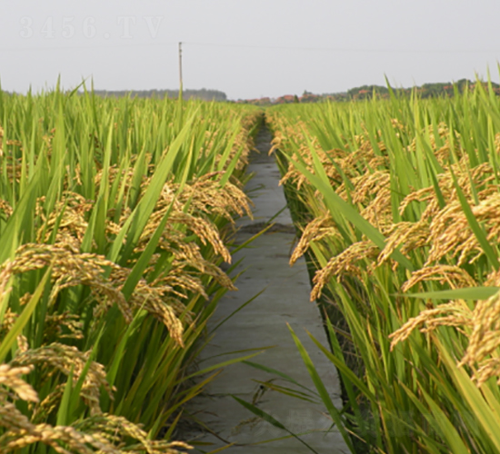 鎮(zhèn)糯19號-水稻種子-豐樂種業(yè)