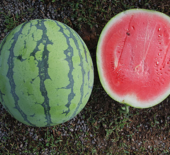 蜜佳-西瓜種子-豐樂種業(yè)