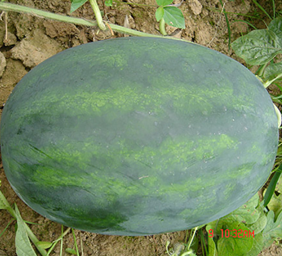 豐樂五號-西瓜種子-豐樂種業(yè)