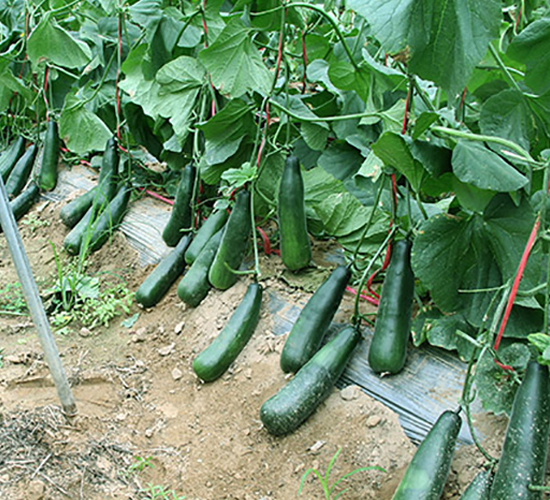 墨玉羊角-甜瓜種子-豐樂種業(yè)