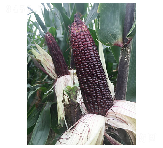 ����Ŵ18-���׷N��-�S���N�I(y��)