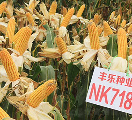 NK718-玉米種子-豐樂(lè)種業(yè)