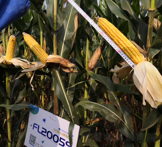 �S��(l��)2059-���׷N��-�S��(l��)�N�I(y��)