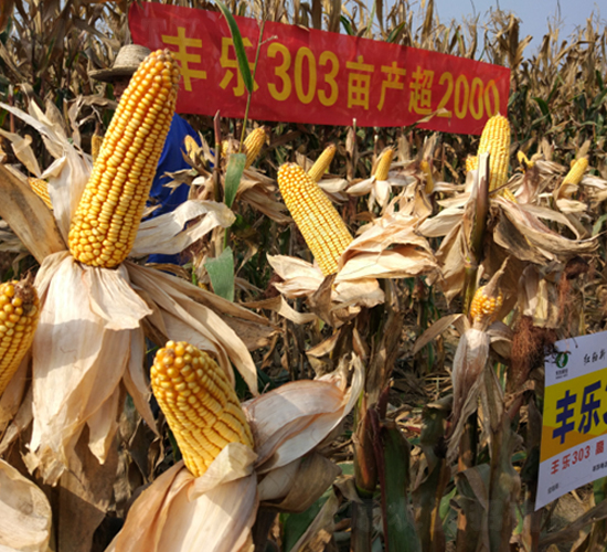 豐樂303-玉米種子-豐樂種業(yè)