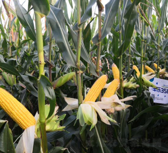 �S��358-���׷N��-�S���N�I(y��)