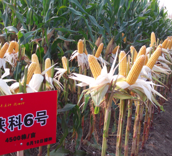 ꃿ�6̖(h��o)-���׷N��-�S���N�I(y��)