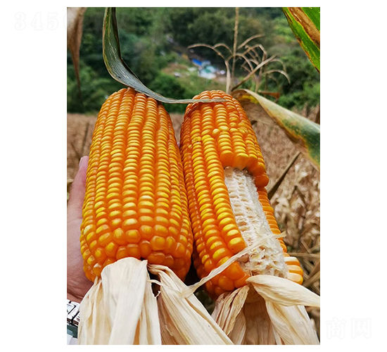 ����525-���׷N��-�S���N�I(y��)