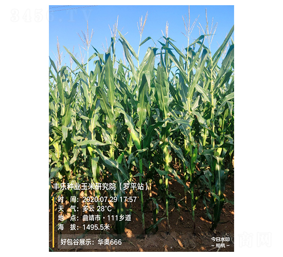 華奧666-玉米種子-豐樂種業(yè)