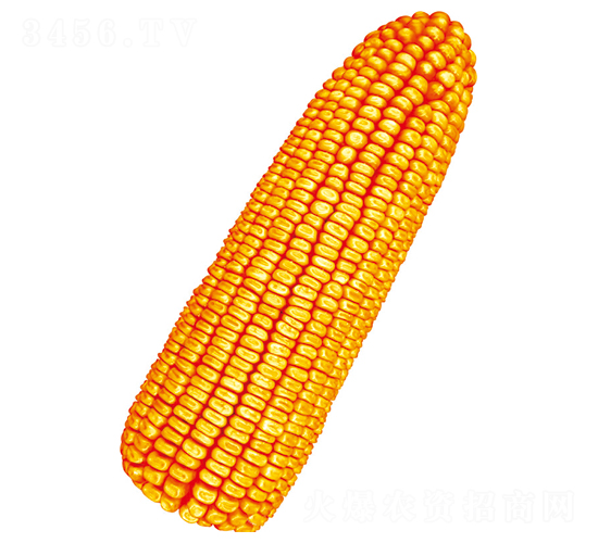 順單7號(hào)-玉米種子-豐樂種業(yè)