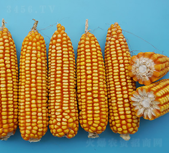 ���r(n��ng)�����A8̖-���׷N��-�S���N�I(y��)