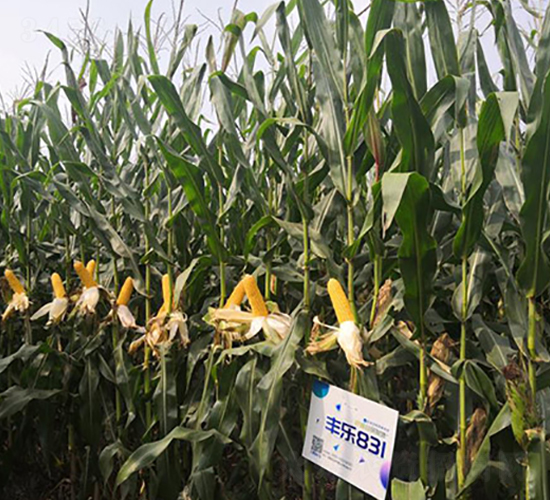 豐樂831-玉米種子-豐樂種業(yè)