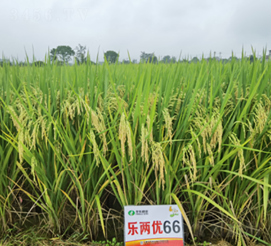 ���Ƀ�(y��u)66-ˮ���N��-�S���N�I(y��)