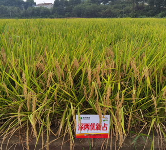 ��Ƀ�(y��u)��ռ-ˮ���N��-�S��(l��)�N�I(y��)