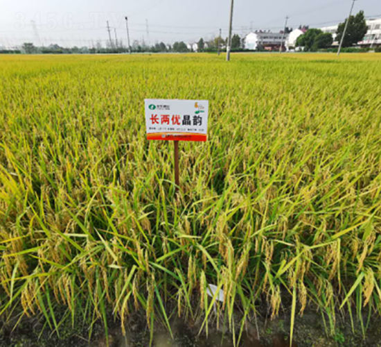 長(zhǎng)兩優(yōu)晶韻-水稻種子-豐樂(lè)種業(yè)