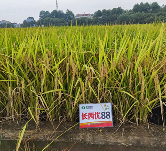 長(zhǎng)兩優(yōu)88-水稻種子-豐樂種業(yè)