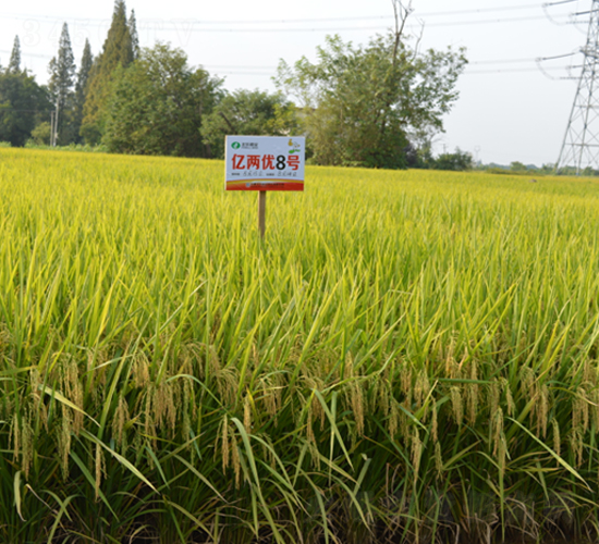 �|�Ƀ�(y��u)8̖-ˮ���N��-�S���N�I(y��)