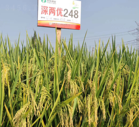 ��Ƀ�(y��u)248-ˮ���N��-�S���N�I(y��)