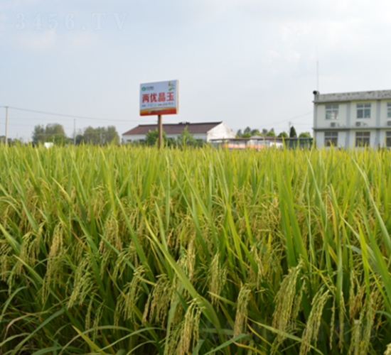 兩優(yōu)晶玉-水稻種子-豐樂種業(yè)
