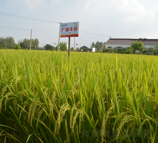廣油豐潤-水稻種子-豐樂種業(yè)