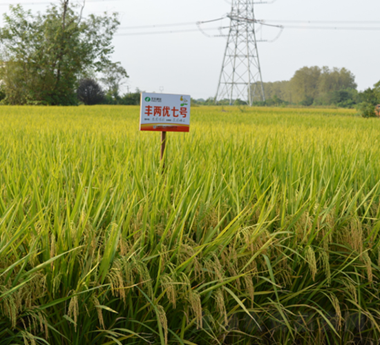 豐兩優(yōu)七號(hào)-水稻種子-豐樂種業(yè)