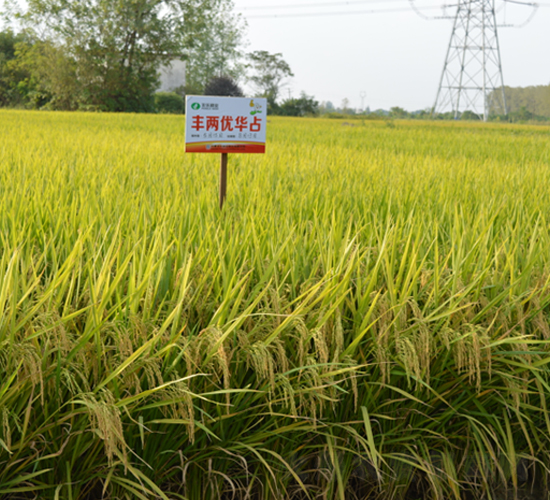 �S�Ƀ�(y��u)�Aռ-ˮ���N��-�S���N�I(y��)