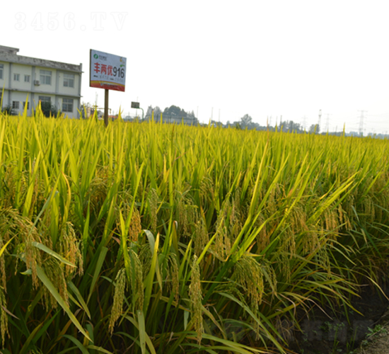 豐兩優(yōu)916-水稻種子-豐樂(lè)種業(yè)