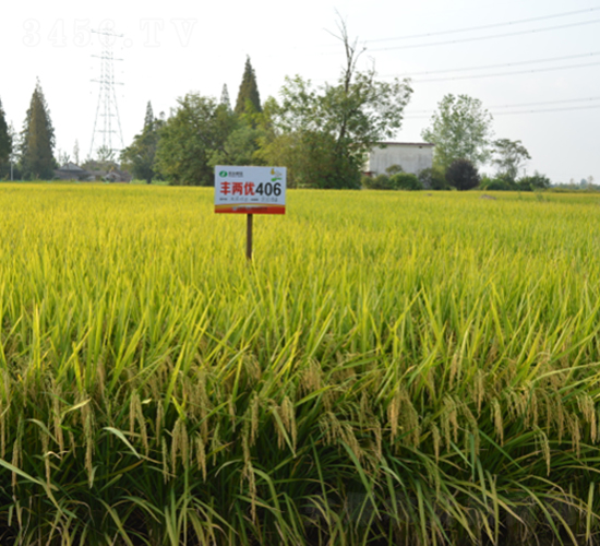 豐兩優(yōu)406-水稻種子-豐樂種業(yè)
