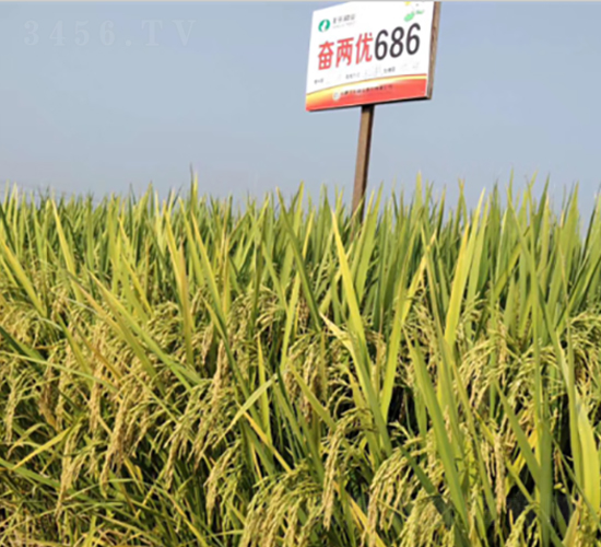 奮兩優(yōu)686-水稻種子-豐樂種業(yè)