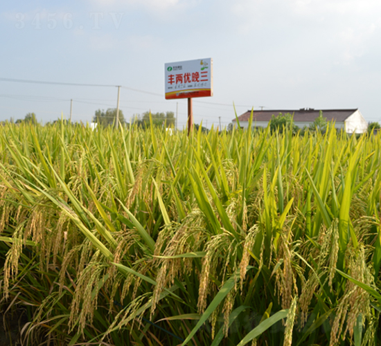 豐兩優(yōu)晚三-水稻種子-豐樂種業(yè)