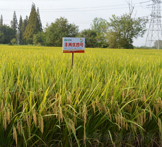 �S�Ƀ�(y��u)��̖(h��o)-ˮ���N��-�S���N�I(y��)