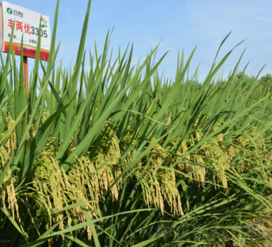 �S�Ƀ�(y��u)3305-ˮ���N��-�S���N�I(y��)