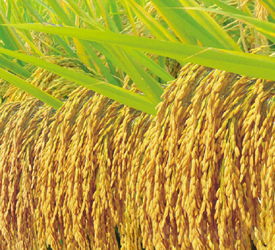 ��(n��i)��8518-ˮ���N��-�S���N�I(y��)